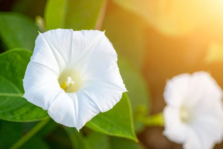 White Moonflower blossoms opening at dusk