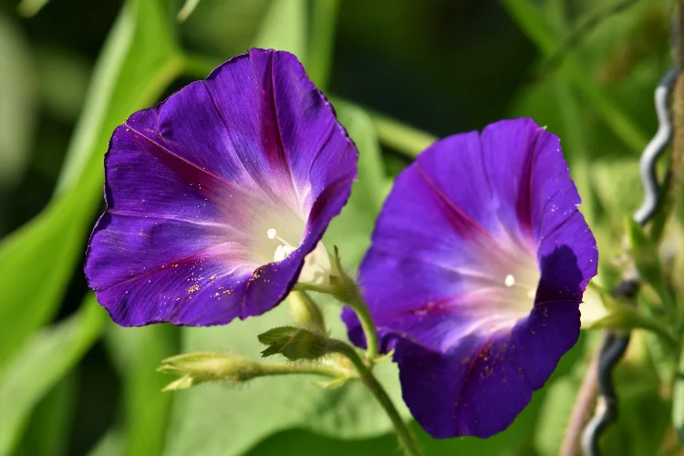 Purple Morning Glory flowers blooming on a vine