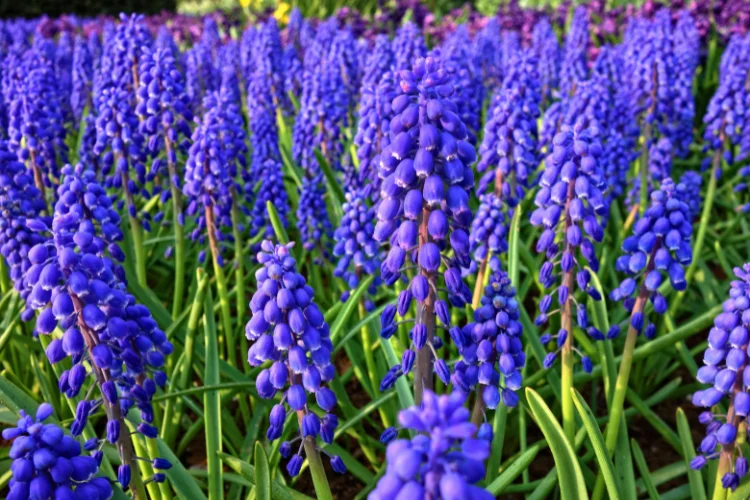 Muscari grape hyacinth flowers with deep blue blooms