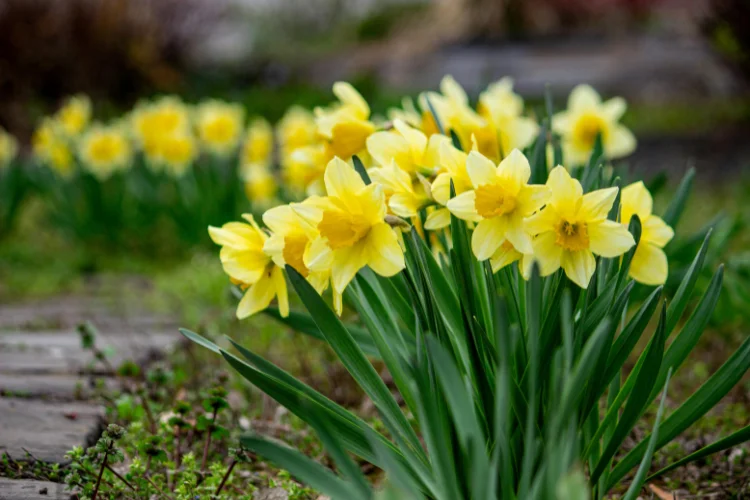 Yellow Narcissus daffodil flowers in bloom, a classic spring flower that starts with N