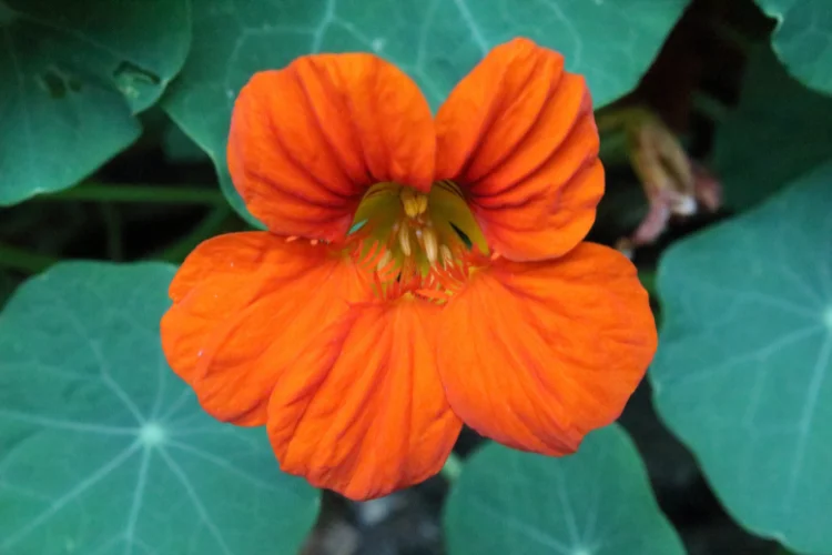 Bright orange Nasturtium flower with round leaves, an easy-to-grow flower starting with N