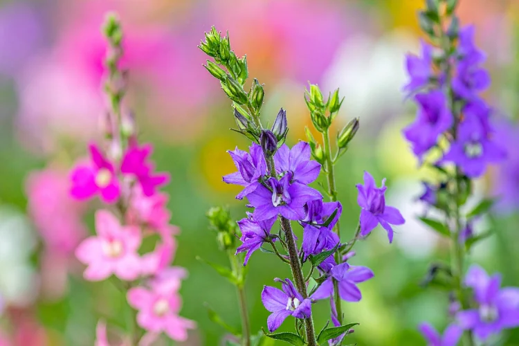 Purple and pink Nemesia flowers in bloom, a colorful flower name beginning with N