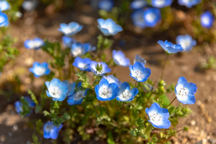 Sky blue Nemophila flowers, also called Baby Blue Eyes, a charming flower starting with N