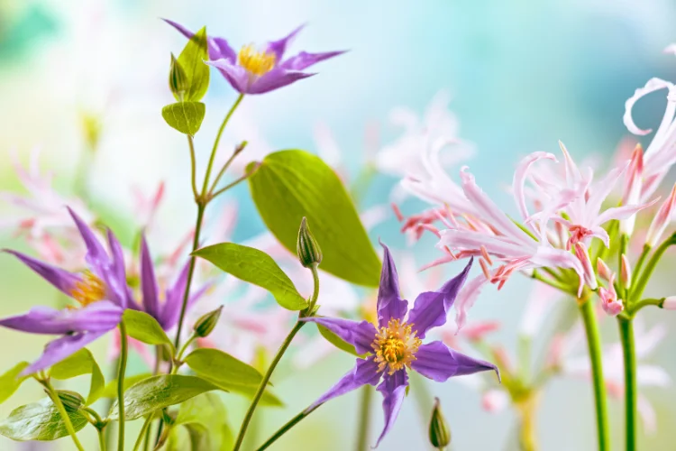 Pink Nerine flowers with curled petals, a fall-blooming flower that starts with N