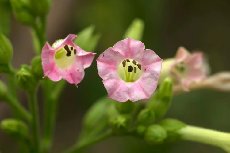 Pink Nicotiana flowering tobacco blooms, a fragrant flower name starting with N