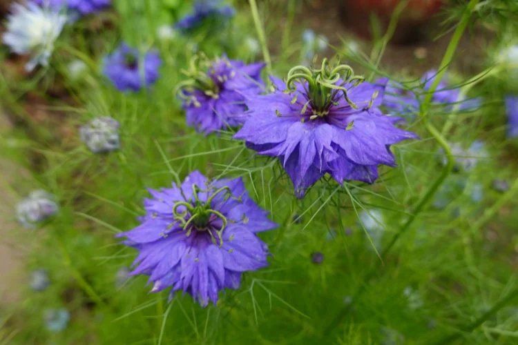 Blue Nigella flower, also known as Love in a Mist, a delicate flower beginning with N