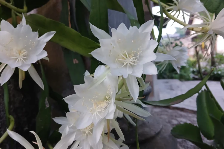 Night Blooming Cereus flower in white bloom, a night blooming flower that starts with N