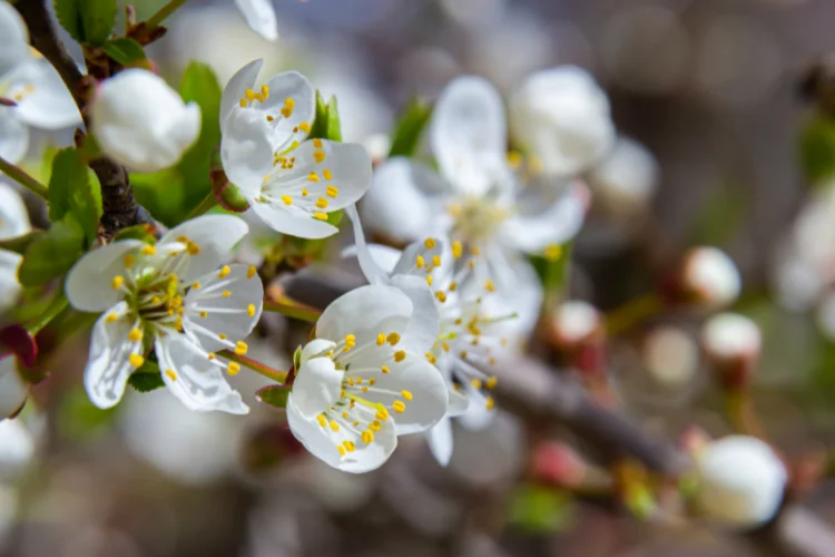 Nolana flower with trumpet-shaped white and blue petals, a low-growing flower starting with N