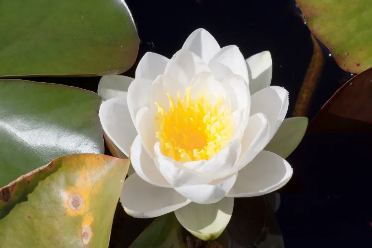 White Nymphaea water lily flower, one of the most beautiful flowers that start with N