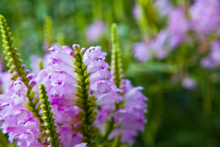 Obedient plant physostegia with pink flower spikes