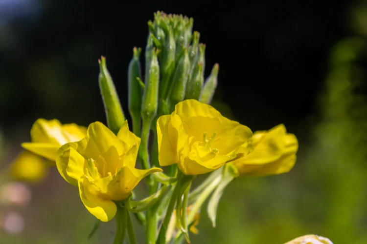Oenothera evening primrose flower with yellow blooms