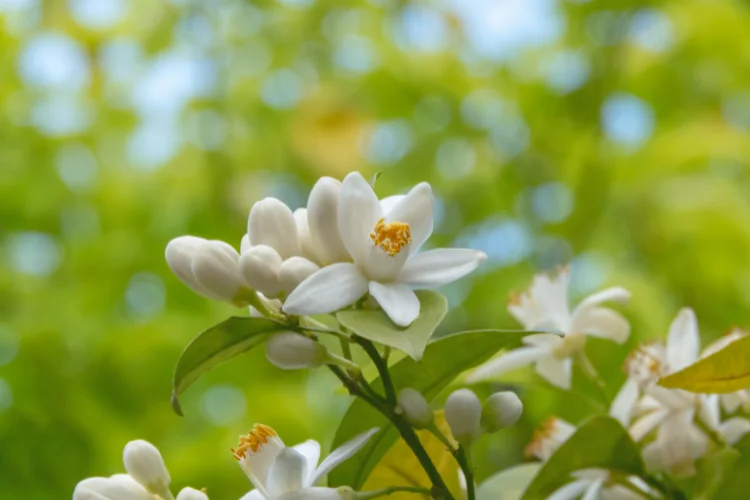 Orange blossom flower with white petals on a citrus tree branch