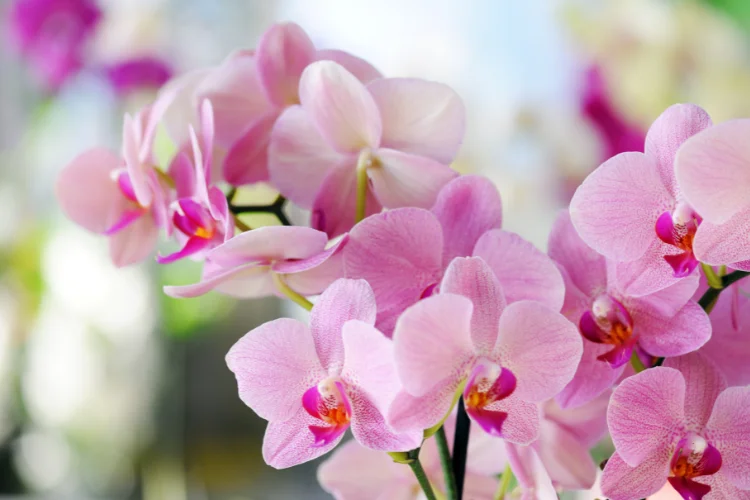 Pink orchid flower, a popular flower that starts with O