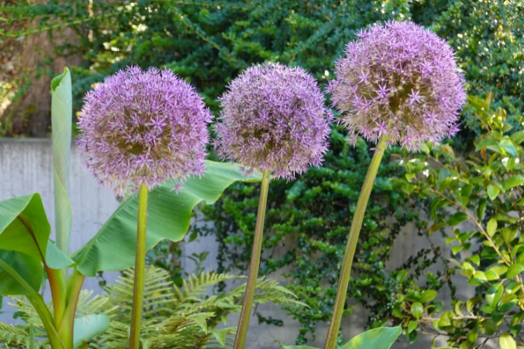Ornamental onion allium flower with round purple bloom clusters