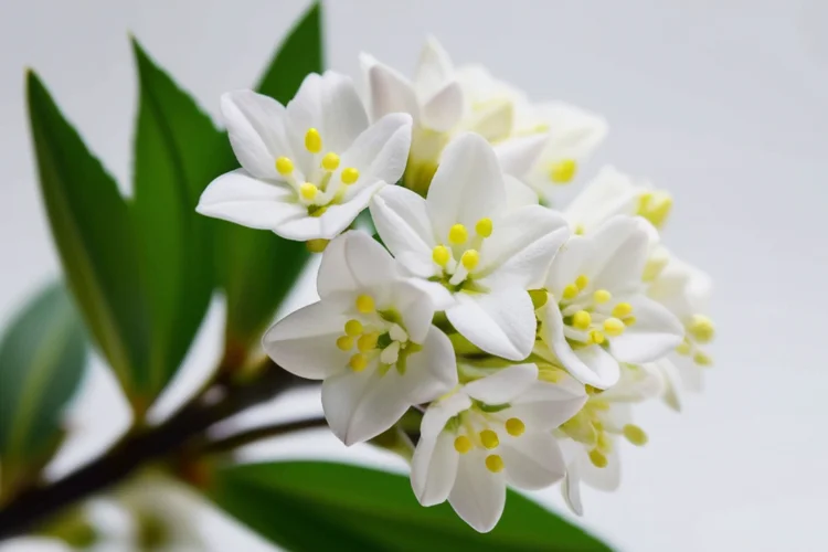 Ornithogalum Star of Bethlehem flower with white star-shaped blooms
