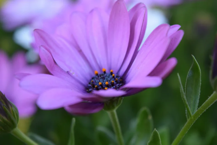 Osteospermum African daisy in purple, a popular flower starting with O