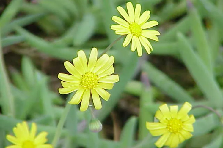 Othonna succulent with small yellow daisy-shaped flowers