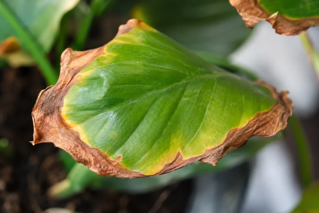 Close up of plant leaf with brown crispy tips from over fertilizing