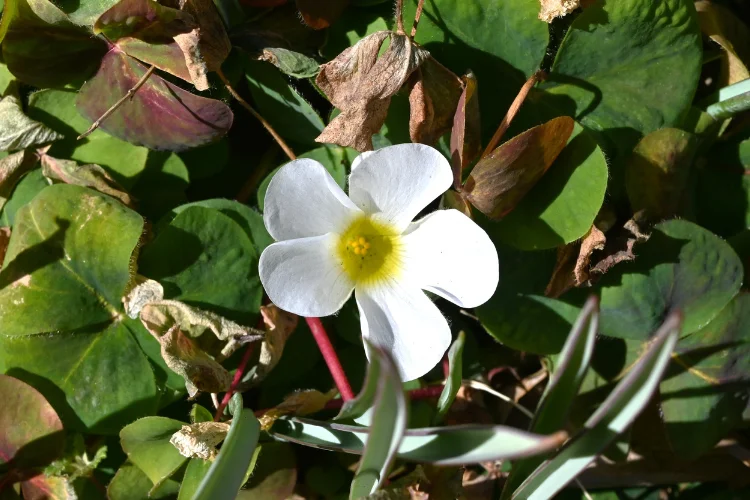 Oxalis wood sorrel flower with pink blooms and clover-shaped leaves