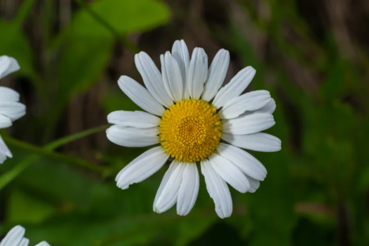 Oxeye daisy, one of the classic flowers that start with O, with white petals and a yellow center