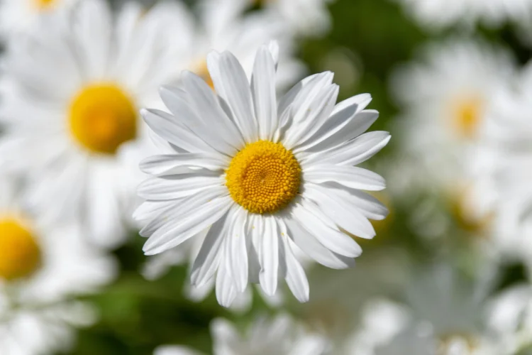 White painted daisy flowers with yellow centers in bloom