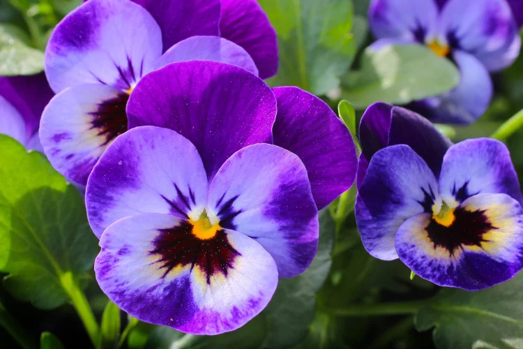 Purple and yellow pansy flowers blooming in a garden bed