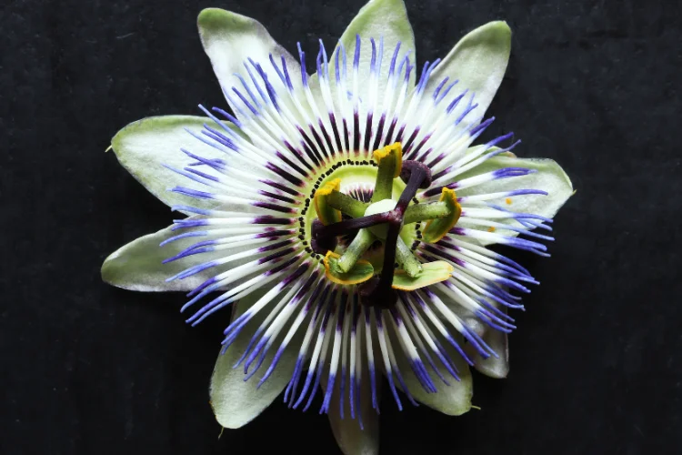 Close up of a purple and white passionflower with intricate petals