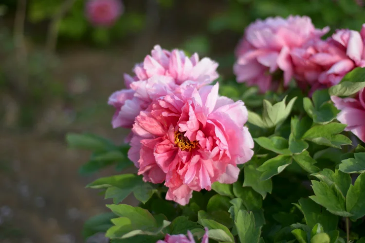 Pink peony flower in full bloom with lush green leaves