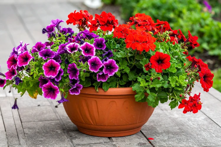 Purple and red petunia flowers blooming in a garden planter