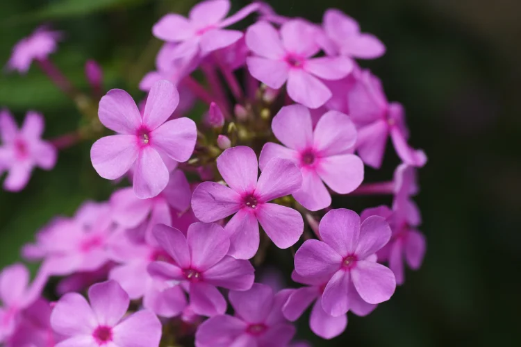 Cluster of purple phlox flowers blooming in a garden