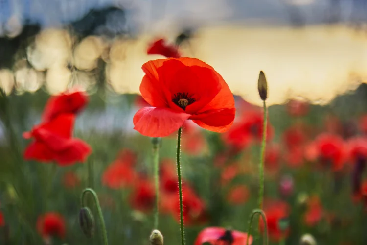 Red poppy flowers blooming in a field at sunset