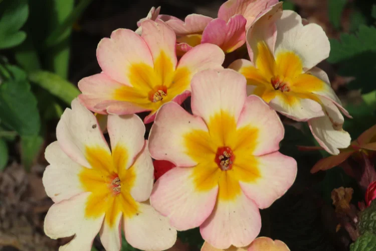 Yellow and cream primrose flowers blooming in early spring garden