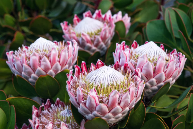 Pink and white protea flower blooming, a striking flower that starts with P