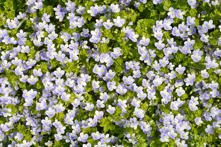 Quaker Ladies (Bluets), tiny pale blue flowers that start with Q, carpeting a woodland lawn