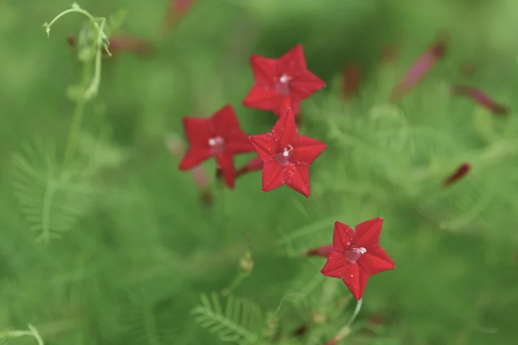 Quamoclit Cypress Vine, a red star-shaped flower that starts with Q, climbing on green foliage