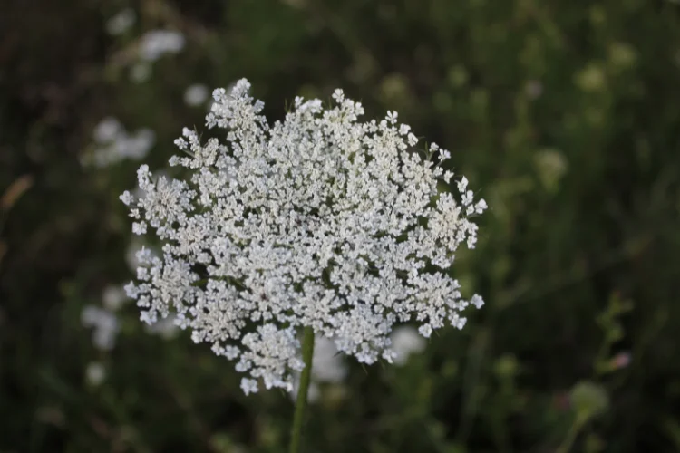 Queen Anne's Lace, a lacy white flower that starts with Q, growing wild in a meadow