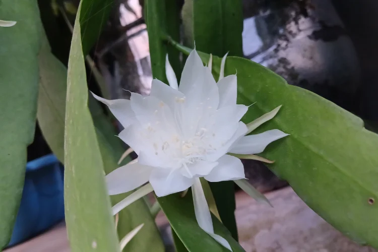 Queen of the Night Cactus, a rare white flower that starts with Q, blooming at night