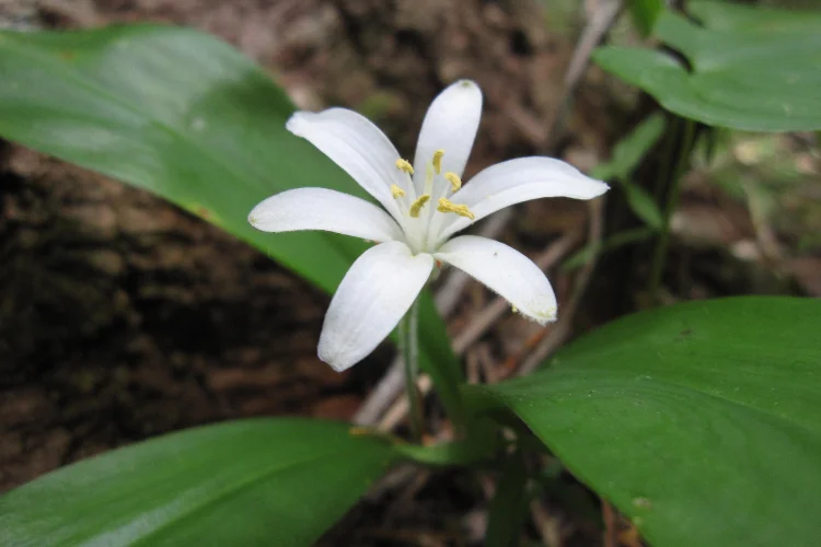 Queen's Cup (Clintonia), a white woodland flower that starts with Q, growing in a shaded forest
