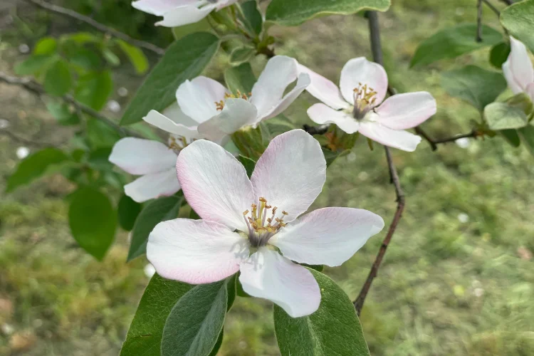 Quince Blossom, a delicate white flower that starts with Q, blooming on bare branches in early spring