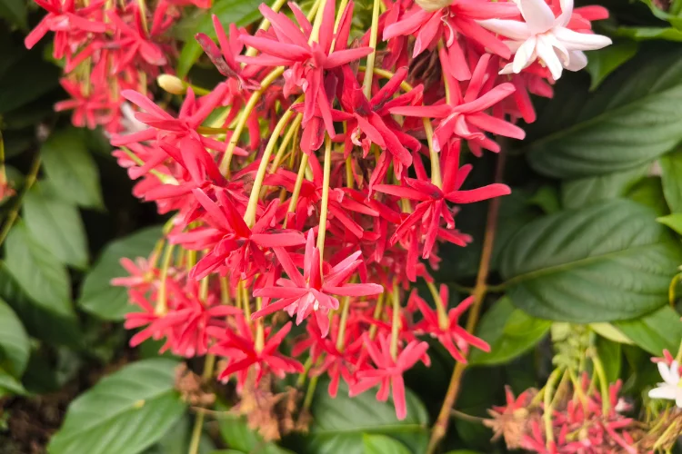 Quisqualis Rangoon Creeper flowers that start with Q, with clusters of red and pink tubular blooms