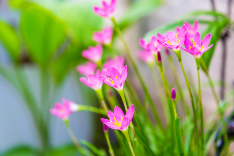 Small pink Rain Lily flowers blooming after rainfall