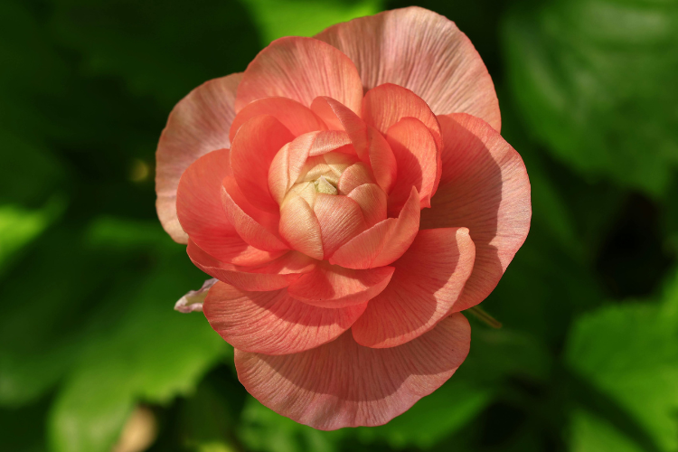 Layered peach and coral Ranunculus flower with delicate ruffled petals