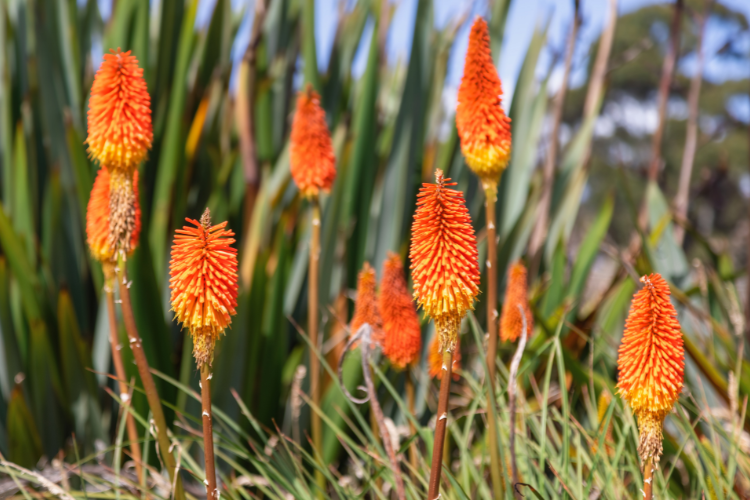 Fiery orange and yellow Red Hot Poker Kniphofia flower spikes