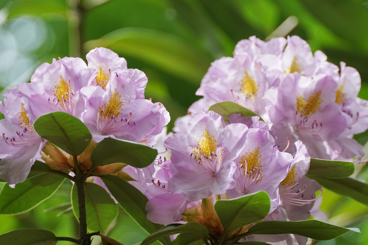 Clusters of soft pink Rhododendron flowers on a blooming shrub