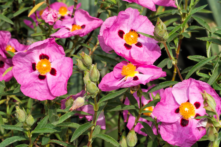Pink Rock Rose Cistus flowers with papery petals in a sunny garden