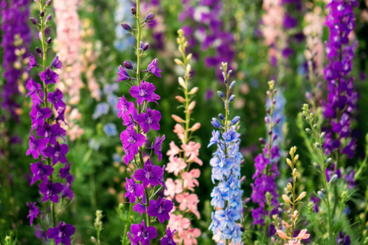 Purple and blue Rocket Larkspur flower spikes in a cottage garden
