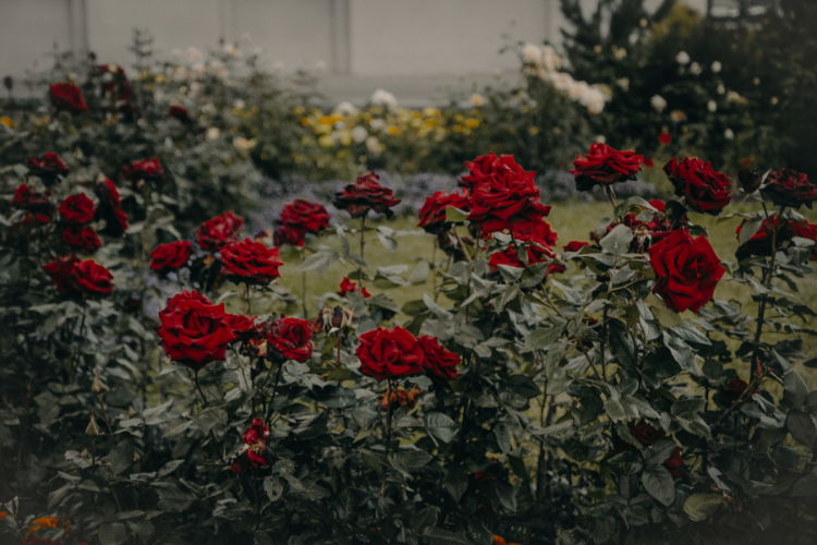 Classic pink red rose in full bloom, a favorite flower that starts with R