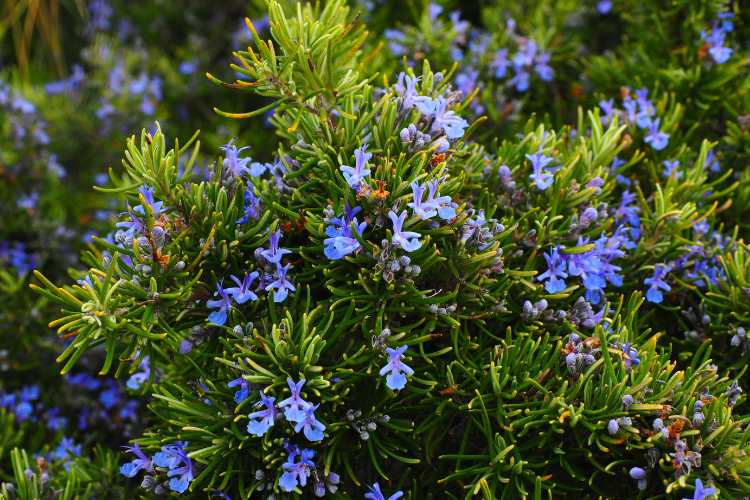Rosemary flower with pale blue blooms, a fragrant herb flower starting with R