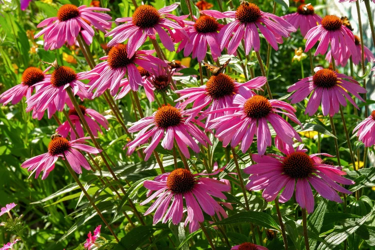 Purple coneflower Rudbeckia, one of the beautiful flowers that start with R