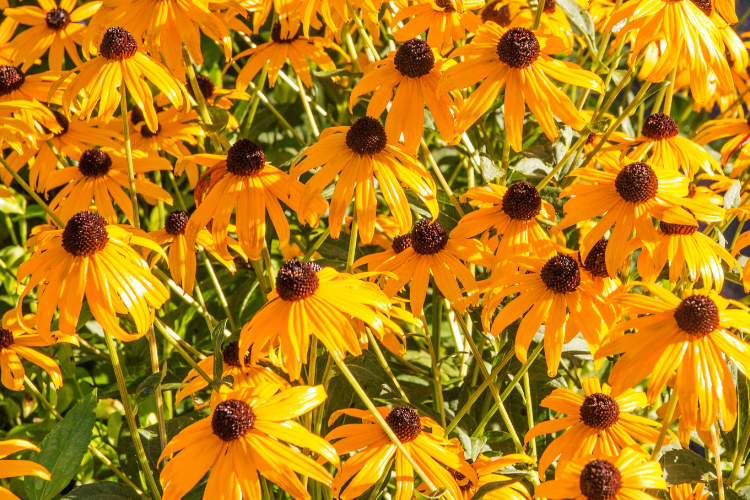 Bright yellow Rudbeckia Black Eyed Susan flowers blooming in the garden